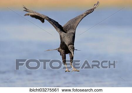 Stock Image - "Black Vulture (Coragyps atratus) landing, Myakka River State Park, Florida, United States, North America". Fotosearch