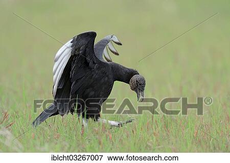 Stock Photo - "Black Vulture (Coragyps atratus), male, courtship display, Florida, United States, North America". Fotosearch