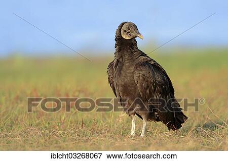 "Black Vulture (Coragyps atratus), Florida, United States, North America" View Large Photo Image Stock Photo - "Black Vulture (Coragyps atratus), Florida, United States, North America". Fotosearch
