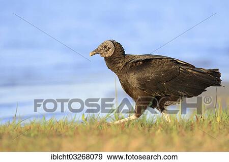 "Black Vulture (Coragyps atratus), Florida, United States, North America" View Large Photo Image Stock Photo - "Black Vulture (Coragyps atratus), Florida, United States, North America". Fotosearch