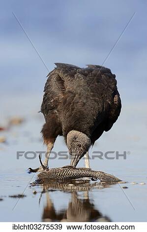 Stock Photo - "Black Vulture (Coragyps atratus) eating fish in water, Myakka River State Park, Florida, United States, North America". Fotosearch