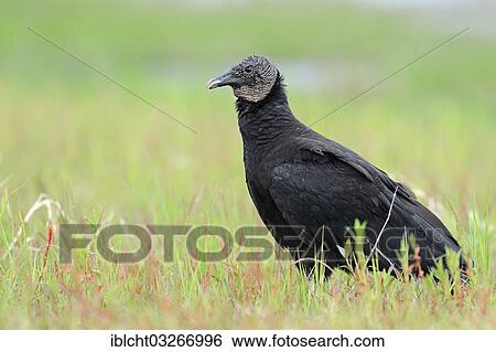 "Black Vulture (Coragyps atratus), Florida, United States, North America" View Large Photo Image Stock Photograph - "Black Vulture (Coragyps atratus), Florida, United States, North America". Fotosearch
