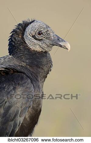 Stock Photograph - "Black Vulture (Coragyps atratus), Florida, United States, North America". Fotosearch
