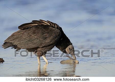 Stock Photograph - "Black Vulture (Coragyps atratus) eating fish in water, Myakka River State Park, Florida, United States, North America". Fotosearch