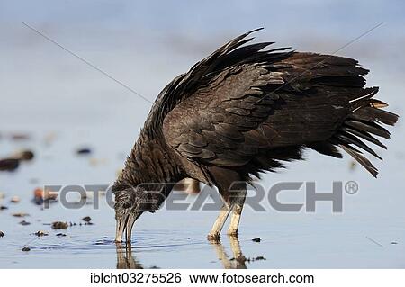 Stock Photograph - "Black Vulture (Coragyps atratus) drinking, Myakka River State Park, Florida, United States, North America". Fotosearch