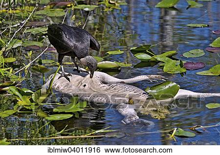 "Black Vulture (Coragyps atratus) feeding on alligator carcass, Everglades, Florida, USA" View Large Photo Image Stock Photograph - "Black Vulture (Coragyps atratus) feeding on alligator carcass, Everglades, Florida, USA". Fotosearch