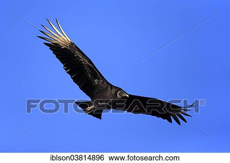 "Black Vulture (Coragyps atratus), flying, Wakodahatchee Wetlands, Delray Beach, Florida, United States, North America" View Large Photo Image Stock Photograph - "Black Vulture (Coragyps atratus), flying, Wakodahatchee Wetlands, Delray Beach, Florida, United States, North America". Fotosearch