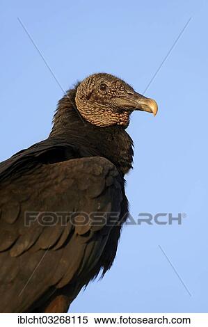 Stock Photography - "Black Vulture (Coragyps atratus), Everglades National Park, Florida, United States, North America". Fotosearch