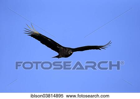 "Black Vulture (Coragyps atratus), flying, Wakodahatchee Wetlands, Delray Beach, Florida, United States, North America" View Large Photo Image Stock Photography - "Black Vulture (Coragyps atratus), flying, Wakodahatchee Wetlands, Delray Beach, Florida, United States, North America". Fotosearch