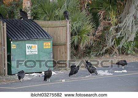 Stock Image - "Black Vultures (Coragyps atratus), adult birds in front of a dumpster, Florida, United States, North America". Fotosearch