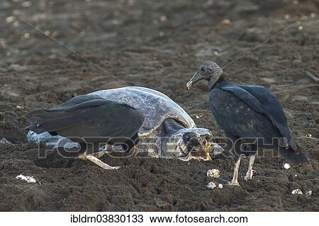 "Black Vultures (Coragyps atratus) consuming freshly laid eggs of an Olive Ridley Sea Turtle (Lepidochelys olivacea), Ostional, Guanacaste province, Costa Rica, North America" View Large Photo Image Stock Image - "Black Vultures (Coragyps atratus) consuming freshly laid eggs of an Olive Ridley Sea Turtle (Lepidochelys olivacea), Ostional, Guanacaste province, Costa Rica, North America". Fotosearch