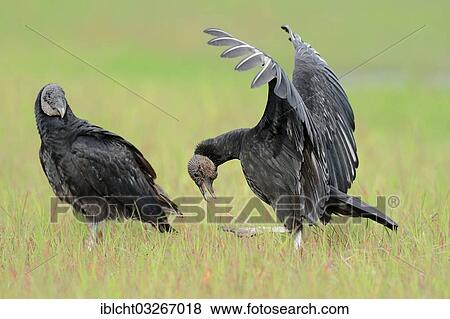 Stock Photo - "Black Vultures (Coragyps atratus), pair during a courtship display, Florida, United States, North America". Fotosearch