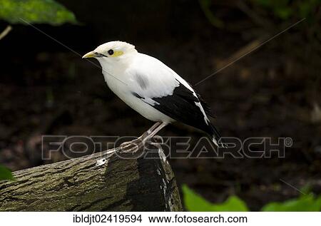 Picture - Black-winged Starling, Black-winged Myna or White-breasted starling (Acridotheres melanopterus), endangered, restricted to Java and Bali. Fotosearch