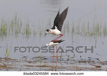 "Black-winged Stilt, Common Stilt, or Pied Stilt (Himantopus himantopus), mating in shallow water, Illmitz, Burgenland, Austria, Europe" View Large Photo Image Picture - "Black-winged Stilt, Common Stilt, or Pied Stilt (Himantopus himantopus), mating in shallow water, Illmitz, Burgenland, Austria, Europe". Fotosearch