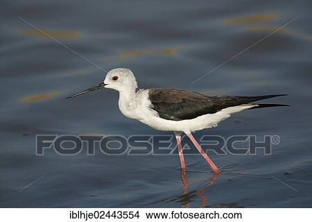 "Black-winged Stilt, Common Stilt, or Pied Stilt (Himantopus himantopus), Lesbos, North Aegean, Greece, Europe" View Large Photo Image Picture - "Black-winged Stilt, Common Stilt, or Pied Stilt (Himantopus himantopus), Lesbos, North Aegean, Greece, Europe". Fotosearch