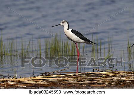 "Black-winged Stilt, Common Stilt, or Pied Stilt (Himantopus himantopus), male standing on reeds, Illmitz, Burgenland, Austria, Europe" View Large Photo Image Stock Image - "Black-winged Stilt, Common Stilt, or Pied Stilt (Himantopus himantopus), male standing on reeds, Illmitz, Burgenland, Austria, Europe". Fotosearch