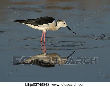 "Black-winged Stilt, Common Stilt or Pied Stilt (Himantopus himantopus), Lesbos, North Aegean, Greece, Europe" View Large Photo Image Stock Image - "Black-winged Stilt, Common Stilt or Pied Stilt (Himantopus himantopus), Lesbos, North Aegean, Greece, Europe". Fotosearch