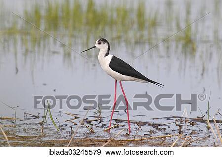"Black-winged Stilt, Common Stilt, or Pied Stilt (Himantopus himantopus), standing in shallow water, Illmitz, Burgenland, Austria, Europe" View Large Photo Image Stock Photo - "Black-winged Stilt, Common Stilt, or Pied Stilt (Himantopus himantopus), standing in shallow water, Illmitz, Burgenland, Austria, Europe". Fotosearch