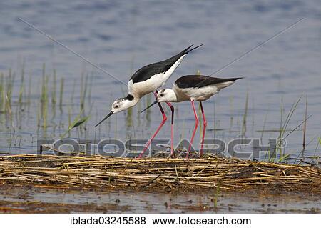 "Black-winged Stilt, Common Stilt, or Pied Stilt (Himantopus himantopus), pair perched on reeds, Illmitz, Burgenland, Austria, Europe" View Large Photo Image Stock Photo - "Black-winged Stilt, Common Stilt, or Pied Stilt (Himantopus himantopus), pair perched on reeds, Illmitz, Burgenland, Austria, Europe". Fotosearch