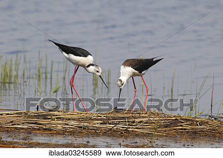 "Black-winged Stilt, Common Stilt, or Pied Stilt (Himantopus himantopus), pair perched on reeds, Illmitz, Burgenland, Austria, Europe" View Large Photo Image Stock Photo - "Black-winged Stilt, Common Stilt, or Pied Stilt (Himantopus himantopus), pair perched on reeds, Illmitz, Burgenland, Austria, Europe". Fotosearch
