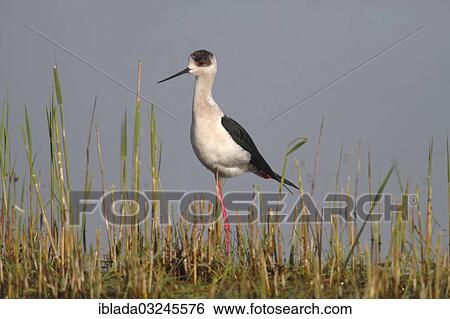 "Black-winged Stilt, Common Stilt, or Pied Stilt (Himantopus himantopus), male standing on reeds, Illmitz, Burgenland, Austria, Europe" View Large Photo Image Stock Photograph - "Black-winged Stilt, Common Stilt, or Pied Stilt (Himantopus himantopus), male standing on reeds, Illmitz, Burgenland, Austria, Europe". Fotosearch