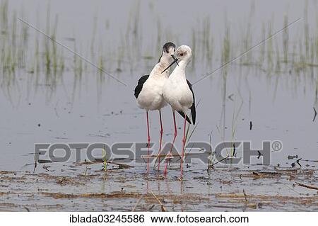 "Black-winged Stilt, Common Stilt, or Pied Stilt (Himantopus himantopus), after mating pair crossing beaks, Illmitz, Burgenland, Austria, Europe" View Large Photo Image Stock Photograph - "Black-winged Stilt, Common Stilt, or Pied Stilt (Himantopus himantopus), after mating pair crossing beaks, Illmitz, Burgenland, Austria, Europe". Fotosearch