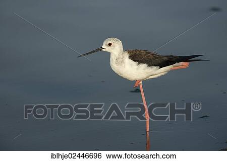 Stock Photograph - "Black-winged Stilt, Common Stilt or Pied Stilt (Himantopus himantopus), Lesbos, North Aegean, Greece, Europe". Fotosearch