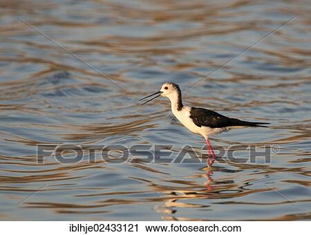 "Black-winged Stilt (Himantopus himantopus), Lesvos, Greece, Europe" View Large Photo Image Stock Image - "Black-winged Stilt (Himantopus himantopus), Lesvos, Greece, Europe". Fotosearch