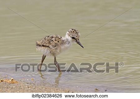 "Black-winged Stilt (Himantopus himantopus), chick, newly hatched, foraging in shallow water, Castilla y Leon, Spain, Europe" View Large Photo Image Stock Photograph - "Black-winged Stilt (Himantopus himantopus), chick, newly hatched, foraging in shallow water, Castilla y Leon, Spain, Europe". Fotosearch
