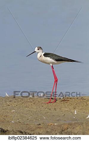 "Black-winged Stilt (Himantopus himantopus), adult, standing on mud at edge of water, Castilla y Leon, Spain, Europe" View Large Photo Image Stock Photography - "Black-winged Stilt (Himantopus himantopus), adult, standing on mud at edge of water, Castilla y Leon, Spain, Europe". Fotosearch