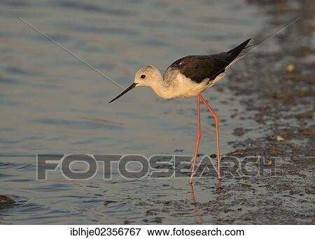 Stock Photo - "Black-winged Stilt or Pied Stilt (Himantopus himantopus), Lesbos, Greece, Europe". Fotosearch