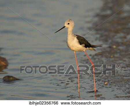 "Black-winged Stilt or Pied Stilt (Himantopus himantopus), Lesbos, Greece, Europe" View Large Photo Image Stock Photograph - "Black-winged Stilt or Pied Stilt (Himantopus himantopus), Lesbos, Greece, Europe". Fotosearch