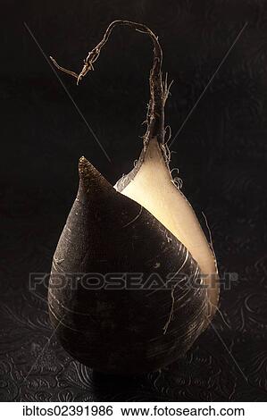 Black Winter Radish (Raphanus sativus var. niger) View Large Photo Image Stock Photograph - Black Winter Radish (Raphanus sativus var. niger). Fotosearch