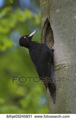 Stock Image - "Black Woodpecker (Dryocopus martius), Eifel, Wittlich, Rhineland-Palatinate, Germany, Europe". Fotosearch