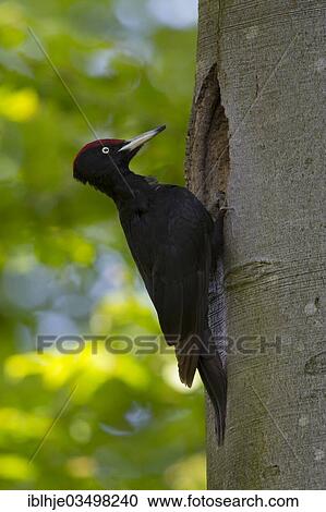 "Black Woodpecker (Dryocopus martius), Bitburg, Rhineland-Palatinate, Germany, Europe" View Large Photo Image Stock Image - "Black Woodpecker (Dryocopus martius), Bitburg, Rhineland-Palatinate, Germany, Europe". Fotosearch