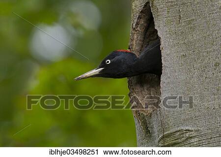 "Black Woodpecker (Dryocopus martius), Bitburg, Rhineland-Palatinate, Germany, Europe" View Large Photo Image Stock Image - "Black Woodpecker (Dryocopus martius), Bitburg, Rhineland-Palatinate, Germany, Europe". Fotosearch