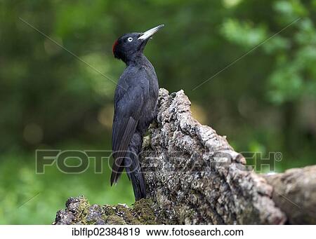 Stock Photo - "Black Woodpecker (Dryocopus martius), adult female, perched on log in woodland, Hortobagy National Park, Texas, Hungary, Europe". Fotosearch