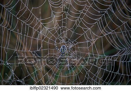 "Black & Yellow Garden Spider (Argiope aurantia), early morning dew on spider's web" View Large Photo Image Stock Image - "Black & Yellow Garden Spider (Argiope aurantia), early morning dew on spider's web". Fotosearch