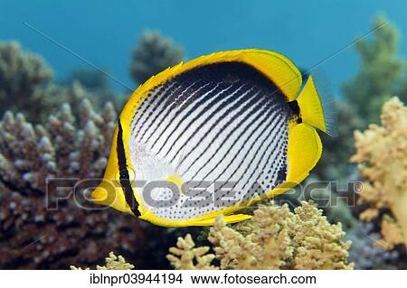 "Blackback butterflyfish (Chaetodon melannotus), Red Sea, Egypt, Africa" View Large Photo Image Picture - "Blackback butterflyfish (Chaetodon melannotus), Red Sea, Egypt, Africa". Fotosearch