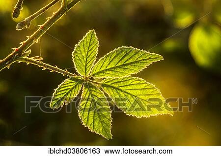 Blackberry leaf with hoarfrost in the morning light View Large Photo Image Stock Image - Blackberry leaf with hoarfrost in the morning light. Fotosearch