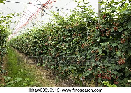 "Blackberry plantation, Euskirchen, North Rhine-Westphalia, Germany, Europe" View Large Photo Image Stock Image - "Blackberry plantation, Euskirchen, North Rhine-Westphalia, Germany, Europe". Fotosearch