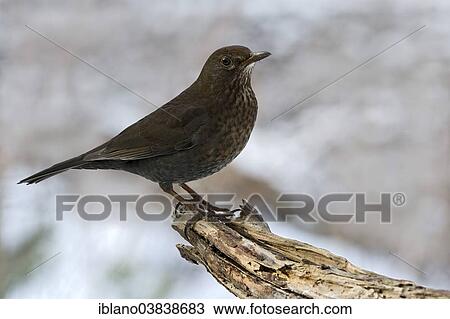 "Blackbird or Blackbird (Turdus merula), female, Tyrol, Austria, Europe" View Large Photo Image Stock Image - "Blackbird or Blackbird (Turdus merula), female, Tyrol, Austria, Europe". Fotosearch