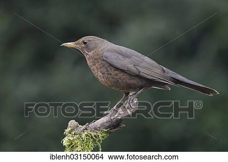 Picture - "Blackbird (Turdus merula), female, Haren, Emsland, Lower Saxony, Germany, Europe". Fotosearch