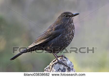 "Blackbird (Turdus merula), female, Tyrol, Austria, Europe" View Large Photo Image Stock Image - "Blackbird (Turdus merula), female, Tyrol, Austria, Europe". Fotosearch