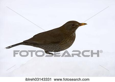 "Blackbird (Turdus merula), female, Terfens, Tyrol, Austria, Europe" View Large Photo Image Stock Image - "Blackbird (Turdus merula), female, Terfens, Tyrol, Austria, Europe". Fotosearch