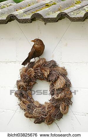 Stock Photograph - "Blackbird (Turdus merula), female, perched on a wreath on a house wall, North Rhine-Westphalia, Germany, Europe". Fotosearch