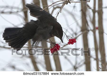 "Blackbird (Turdus merula) in search of food in winter, Guxhagen, Hesse, Germany, Europe" View Large Photo Image Picture - "Blackbird (Turdus merula) in search of food in winter, Guxhagen, Hesse, Germany, Europe". Fotosearch