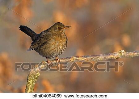 Stock Photo - "Blackbird (Turdus merula) in the morning light, Saxony-Anhalt, Germany, Europe". Fotosearch