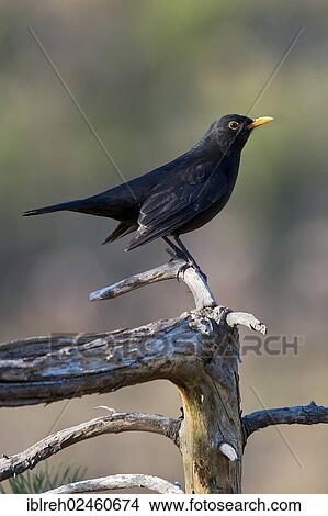 "Blackbird (Turdus merula), male, Terfens, Tyrol, Austria, Europe" View Large Photo Image Picture - "Blackbird (Turdus merula), male, Terfens, Tyrol, Austria, Europe". Fotosearch