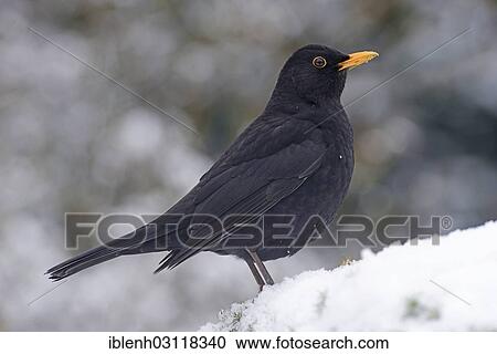 "Blackbird (Turdus merula), male, Haren, Emsland, Lower Saxony, Germany, Europe" View Large Photo Image Stock Image - "Blackbird (Turdus merula), male, Haren, Emsland, Lower Saxony, Germany, Europe". Fotosearch